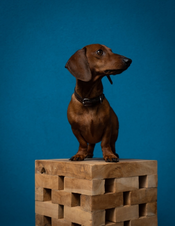 Privacywaakhond